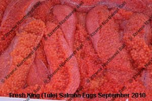 Fresh Salmon Egg, Fresh Salmon Roe, Xtreme Northwest Bait Co